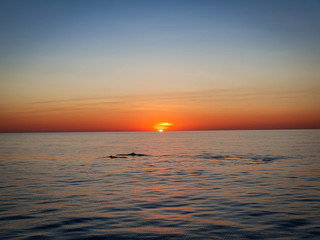 Fototapeta na wymiar Sunset Whales