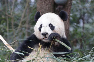Gardinen Panda American Born Male Panda, Tai Shan, Panda Paradise, china  © foreverhappy