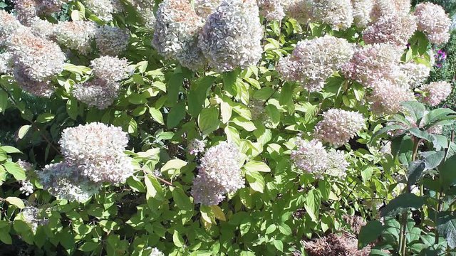 Hydrangea paniculata bush with hydrangea flowers that sway in the wind. Flower bush in the summer. Outdoor recreation. Garden flowers
