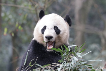 American Born Panda, Bei Bei, Bifengxia, China