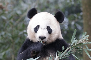 American Born Panda, Bei Bei, Bifengxia, China