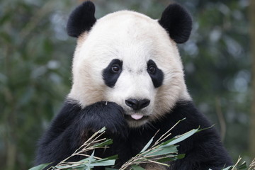 American Born Panda, Bei Bei, Bifengxia, China