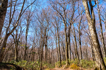 Obraz premium 【青森県深浦町】早春の十二湖散策道ぶな林