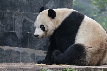Fototapeta premium American Born Male Panda, Tai Shan, Panda Paradise, China