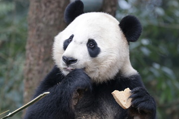 Obraz premium American Born Female Panda, Bei Bei, Bifengxia, China