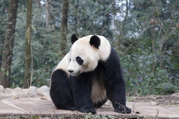 American Born Female Panda, Bei Bei, Bifengxia, China