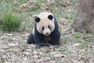 Fluffy Little Panda Sitting on the green yard, Chengdu Panda Base, China