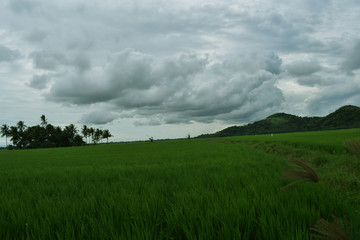 rice fields near the green mountains