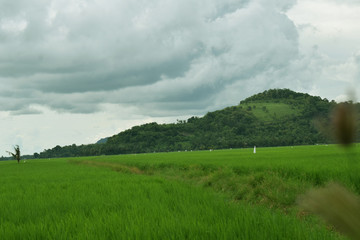 rice fields near the green mountains