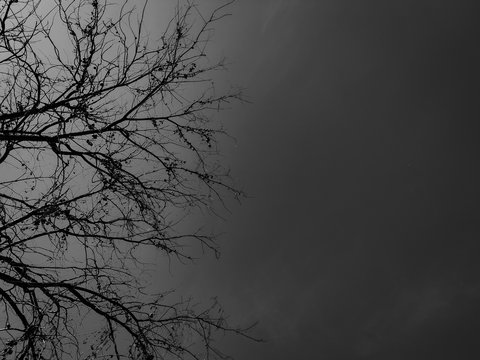 Branches of a tree