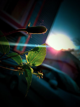 Sun light through leaf