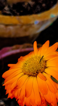 bee on flower