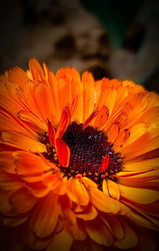 orange flower