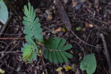 green leaves