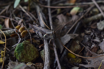brown grasshopper alighted on a log