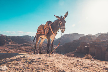 donkey with a saddle on its back on ayt blue sky under a bright sun in the desert. Donkey in a...
