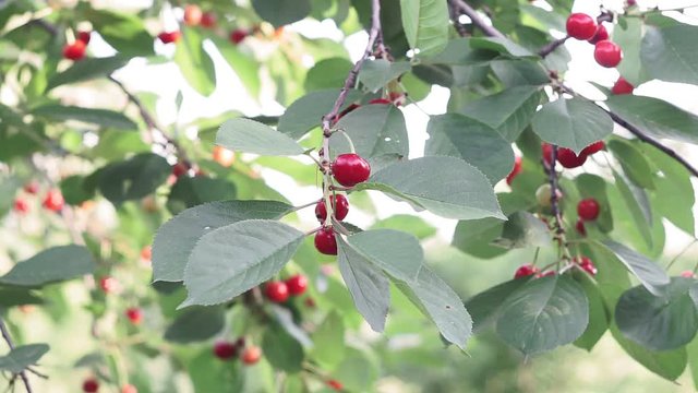 ripe cherry berries on tree branches