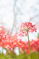 朝日を浴びる彼岸花