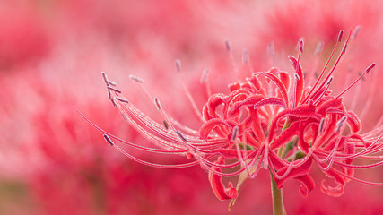 朝露のついた彼岸花