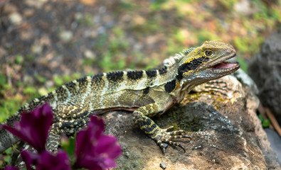 Eastern Water Dragon Australia
