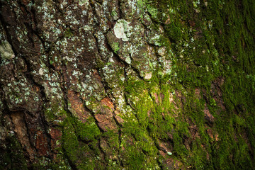 樹皮に付く苔と地衣類