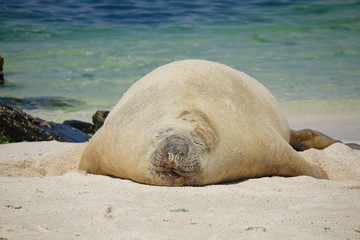 sea elephant sleeping on beach