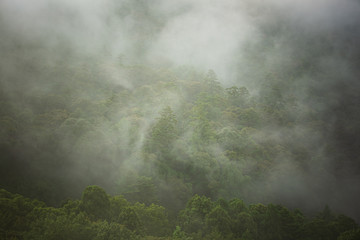 霧に包まれる森