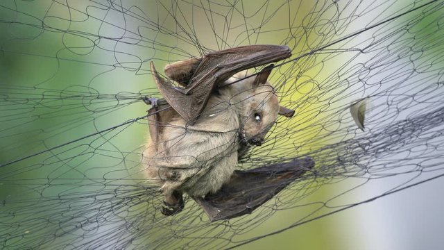 Bats, the source of so many viruses, could be the origin of Wuhan coronavirus.