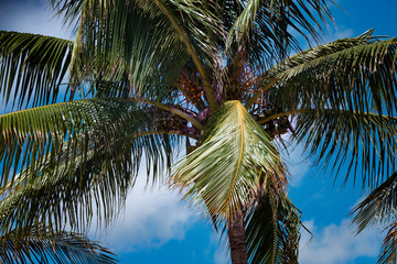 Fototapeta na wymiar Coconut palm at the beach tropic coast on blue sky background.
