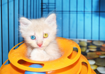 Cute white angora kitten cat with heterochromia eyes playing a cats toy.