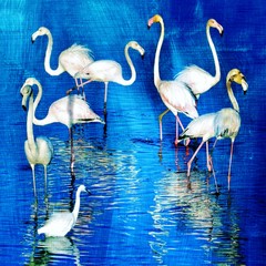 Close up of Flamingos feeding in the Milneton Lagoon early in the morning