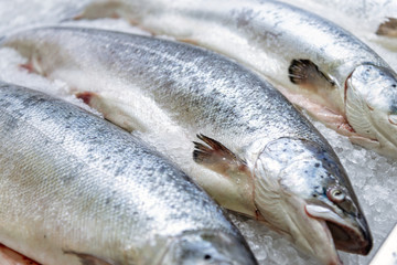 Fresh chilled salmon lies on ice.