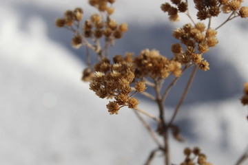 Winter plant