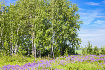 Russian landscape field and forest