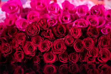 Valentines day concept. Natural red and pink roses background.