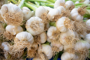 garlic on the market. Fresh garlic collected in a heap is sold on the market. close-up