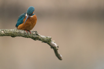 Common Kingfisher (Alcedo atthis)