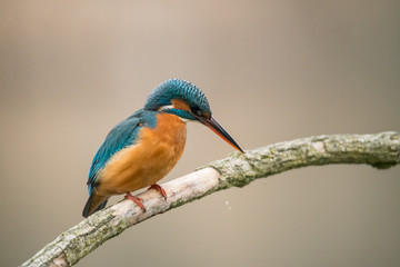Common Kingfisher (Alcedo atthis)