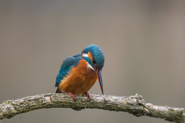 Common Kingfisher (Alcedo atthis)