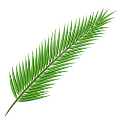 Coconut tree branch isolated on white background.Plant green leaf.Palm leaves flat icon.Vector.Illustration.