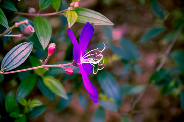 A shot of purple wild flower