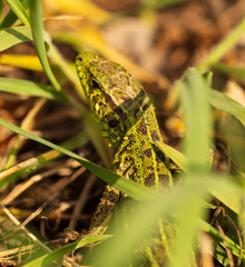 A green lizard is hiding in the grass in nature