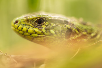 A green lizard is hiding in the grass in nature