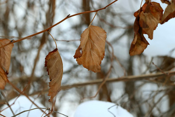 leaves in winter