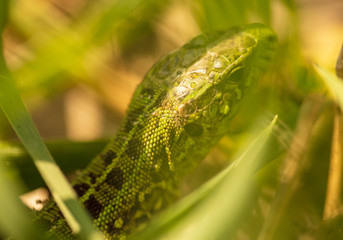 A green lizard is hiding in the grass in nature