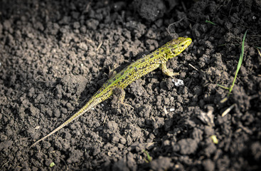 A green lizard crawls on the ground