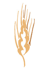 Hand drawn color vector spikelet