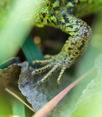 Paw green lizard on the nature
