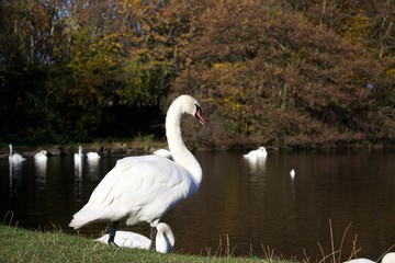 Swan near lake