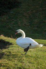 Swan on one leg